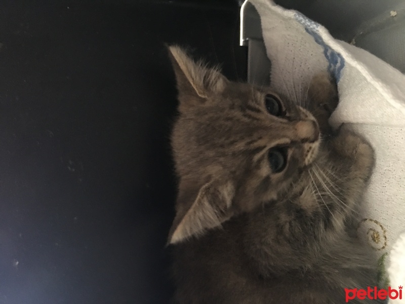 Tekir Kedi, Kedi  Boncuk fotoğrafı