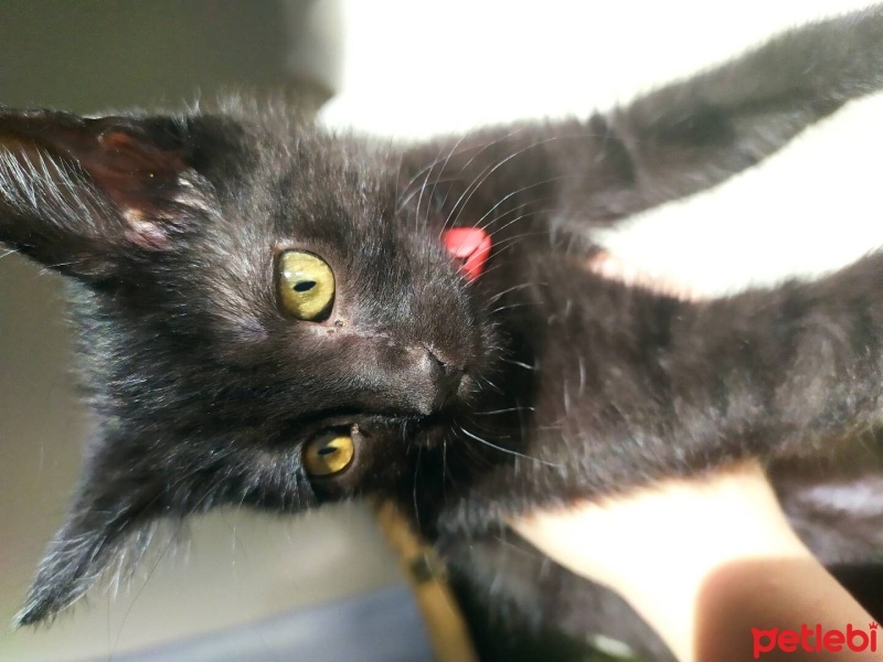 Bombay, Kedi  Mia fotoğrafı