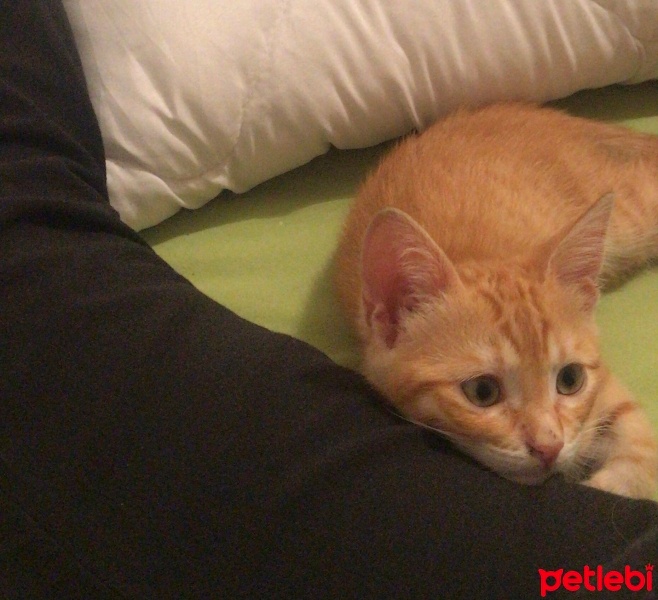 Sarman, Kedi  İncir 2,5 aylık erkek sarman kedi acil yuva arıyor fotoğrafı