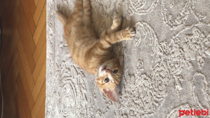 Sarman, Kedi  İncir 2,5 aylık erkek sarman kedi acil yuva arıyor fotoğrafı