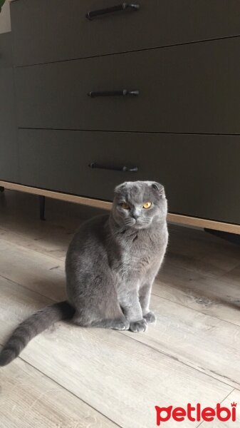 Scottish Fold, Kedi  Eylül fotoğrafı