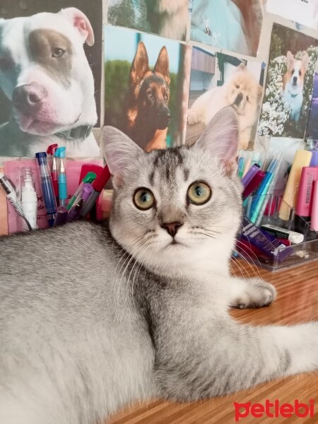 British Shorthair, Kedi  Lisa fotoğrafı