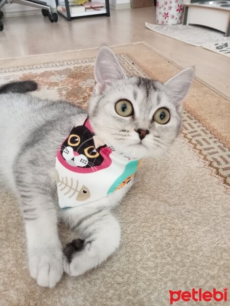 British Shorthair, Kedi  Lisa fotoğrafı