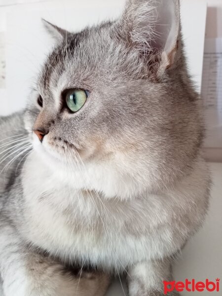 British Shorthair, Kedi  Lisa fotoğrafı