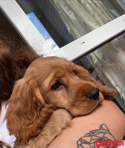 İngiliz Cocker Spaniel, Köpek  Maylo fotoğrafı