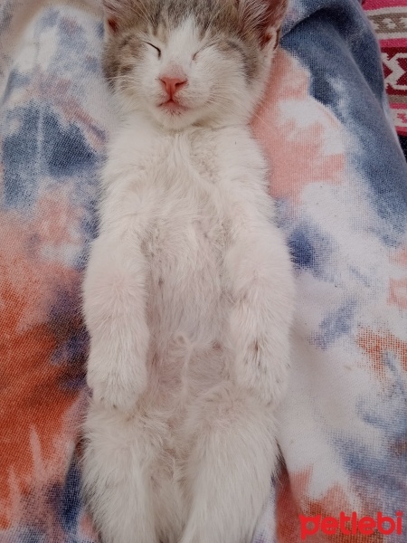 Tekir Kedi, Kedi  Mia fotoğrafı