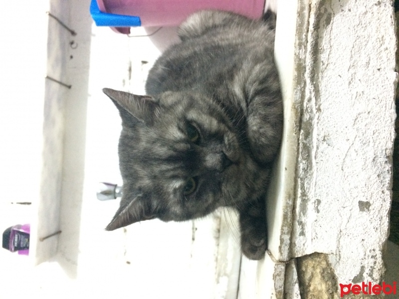 British Shorthair, Kedi  Herkül fotoğrafı