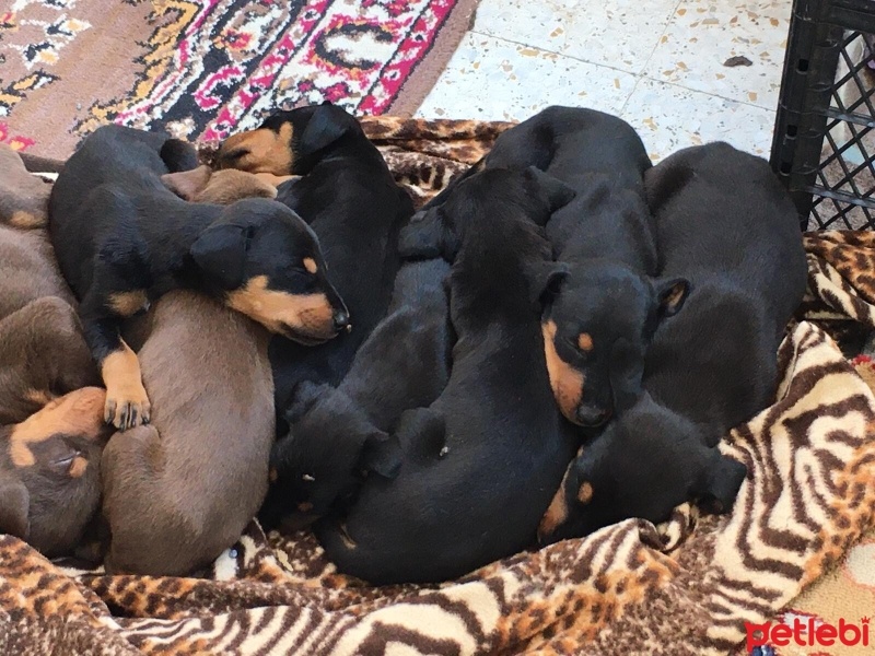 Doberman Pinscher, Köpek  tombik fotoğrafı