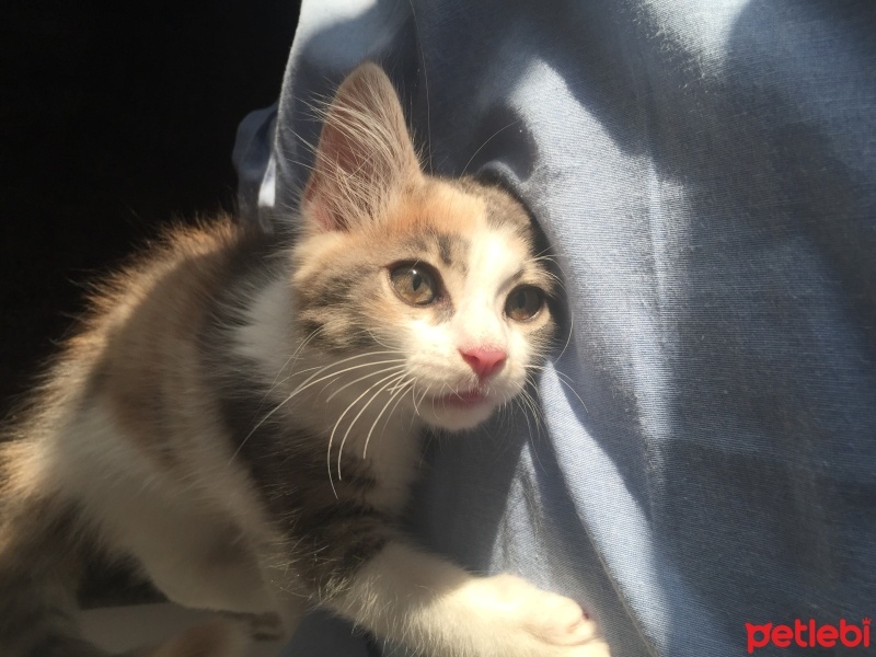 Tekir Kedi, Kedi  Çakıl fotoğrafı