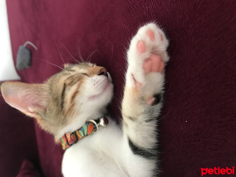 Tekir Kedi, Kedi  İrma fotoğrafı