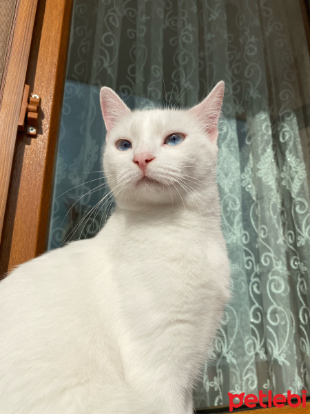 Ankara Kedisi, Kedi  Deniz fotoğrafı