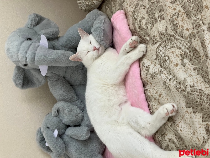 Ankara Kedisi, Kedi  Deniz fotoğrafı