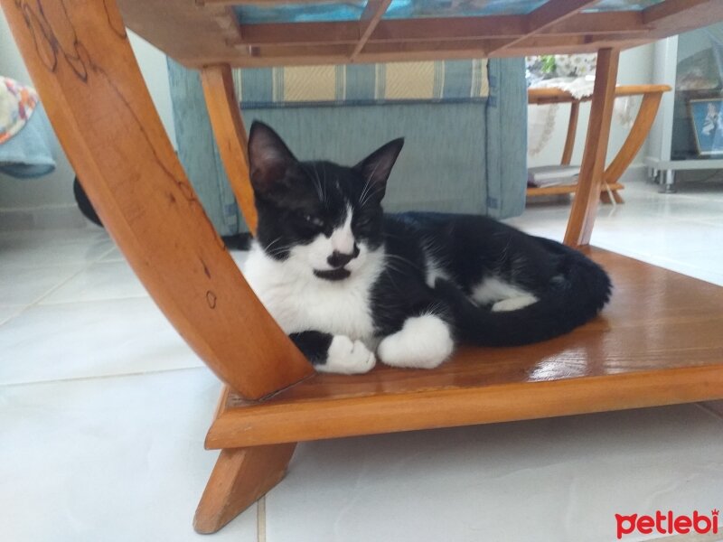 Tuxedo (Smokin) Kedi, Kedi  Oburcan fotoğrafı