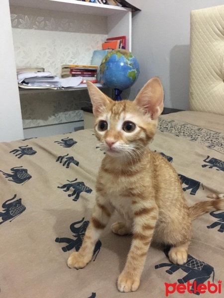 Tekir Kedi, Kedi  Şans fotoğrafı