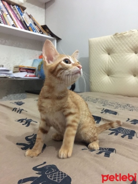 Tekir Kedi, Kedi  Şans fotoğrafı