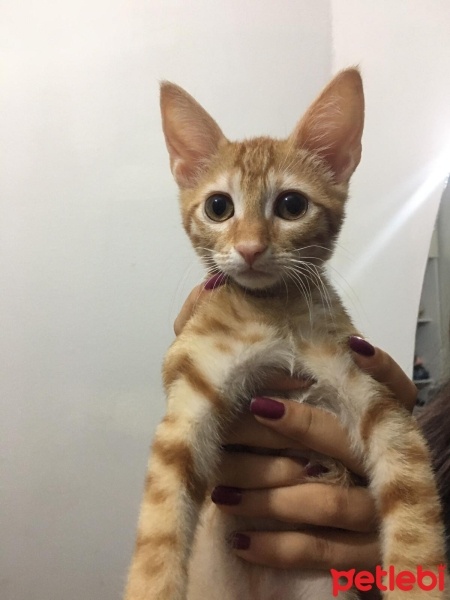 Tekir Kedi, Kedi  Şans fotoğrafı