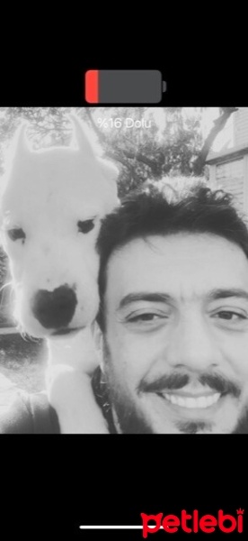 Dogo Arjantin, Köpek  Boz fotoğrafı