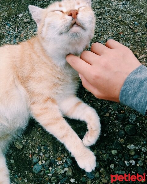 Tekir Kedi, Kedi  Fatmagül fotoğrafı