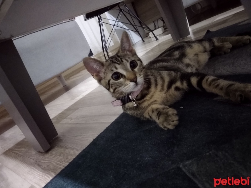 Tekir Kedi, Kedi  Mışıl fotoğrafı
