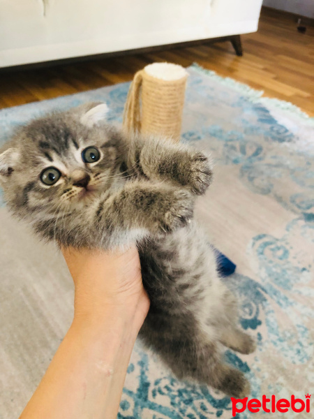 Scottish Fold, Kedi  Leo fotoğrafı
