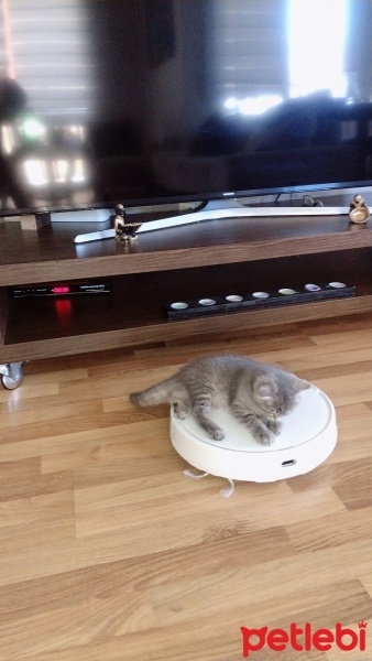 Scottish Fold, Kedi  Leo fotoğrafı