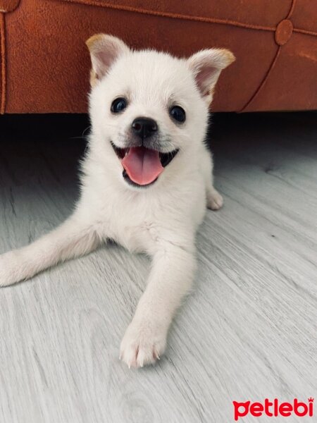 Sokö (Sokak Köpeği), Köpek  loki fotoğrafı