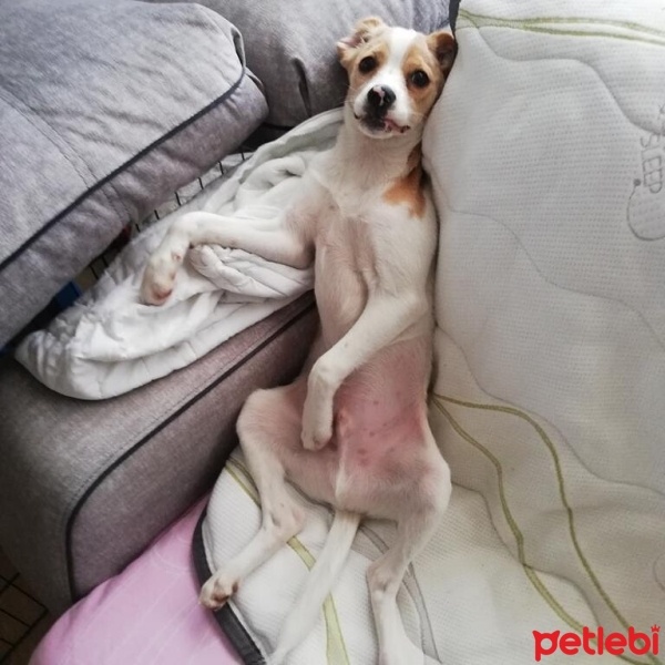 Border Collie, Köpek  Nefes fotoğrafı