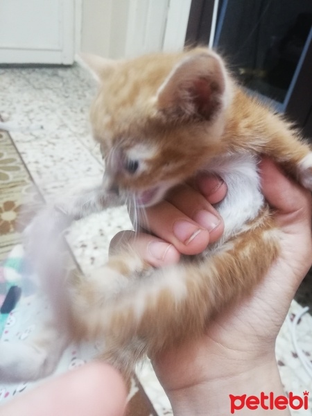Honey Bear, Kedi  Bal fotoğrafı