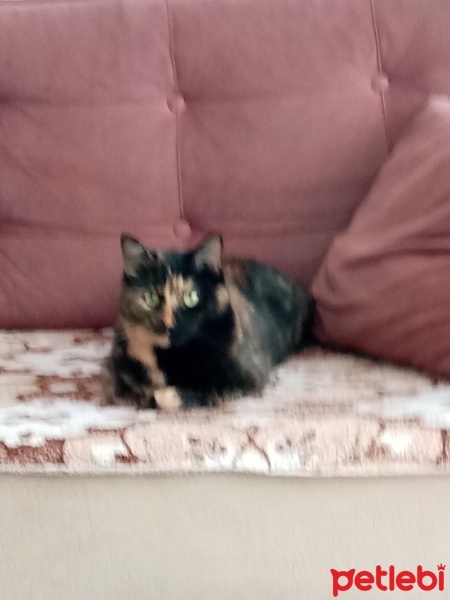 Tekir Kedi, Kedi  Nazlı fotoğrafı