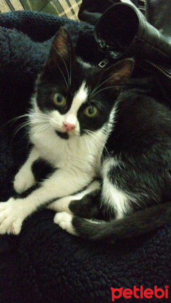 Tuxedo (Smokin) Kedi, Kedi  Gölge fotoğrafı