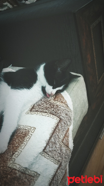Tuxedo (Smokin) Kedi, Kedi  Gölge fotoğrafı