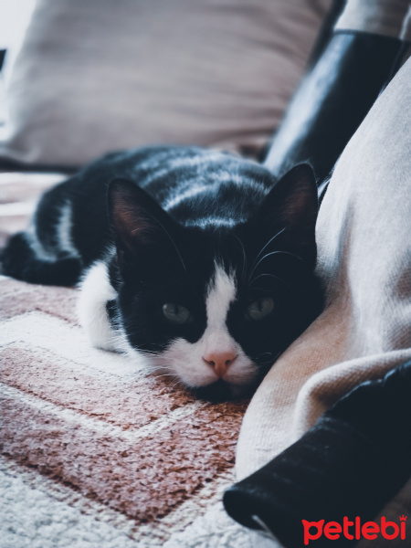 Tuxedo (Smokin) Kedi, Kedi  Gölge fotoğrafı
