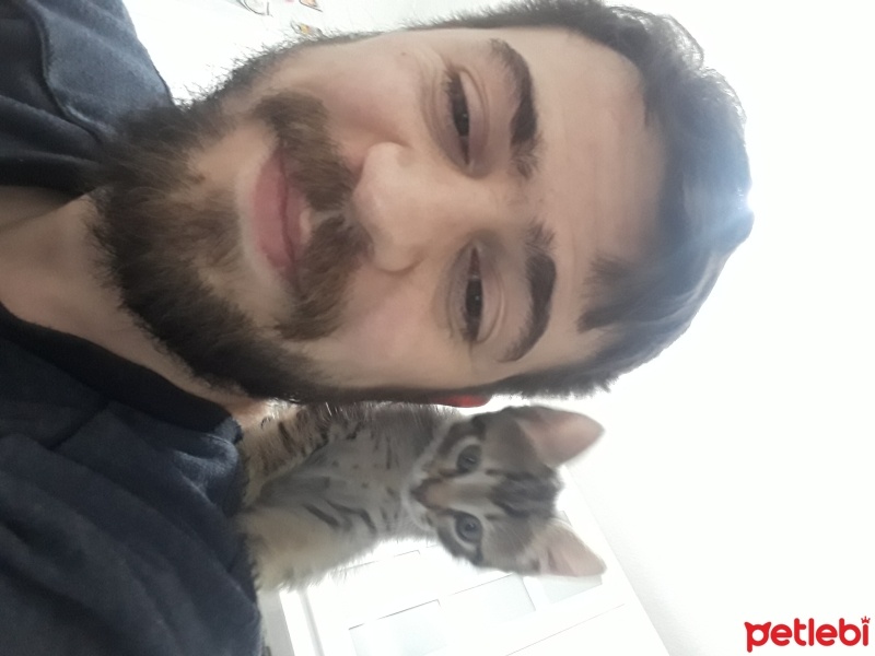 Tekir Kedi, Kedi  boncuk fotoğrafı