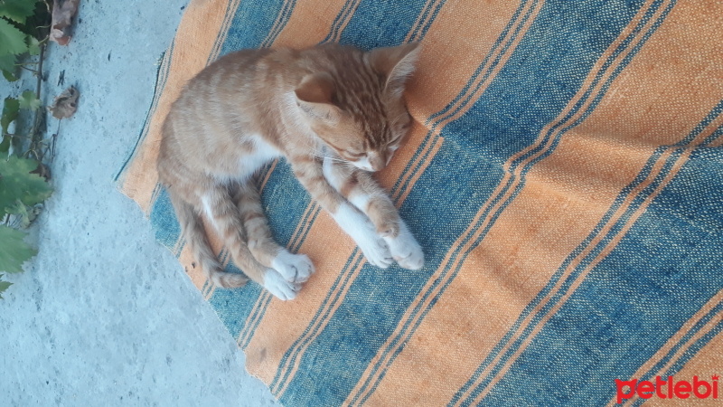 Tekir Kedi, Kedi  balkız fotoğrafı