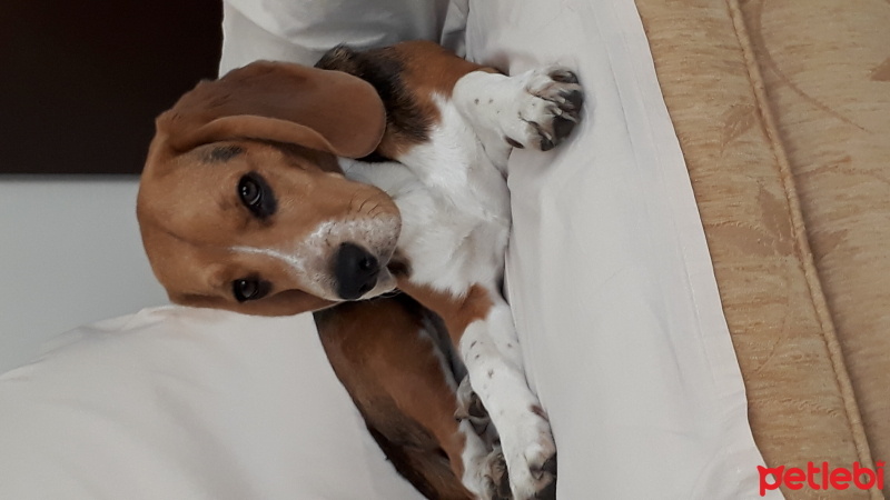 Beagle, Köpek  MAX fotoğrafı