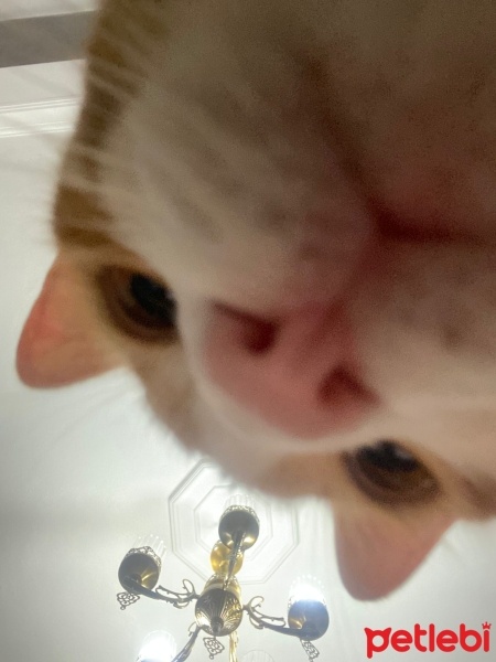 Sarman, Kedi  Ciguli fotoğrafı