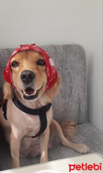 Golden Retriever, Köpek  Gümüş fotoğrafı