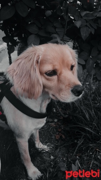 Golden Retriever, Köpek  Gümüş fotoğrafı