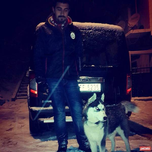 Sibirya Kurdu (Husky), Köpek  PAŞA fotoğrafı