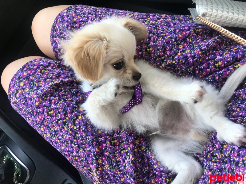 Pekingese, Köpek  Pablo fotoğrafı