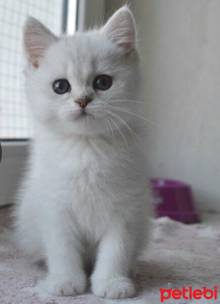 British Shorthair, Kedi  Çiko fotoğrafı