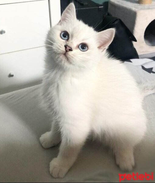 British Shorthair, Kedi  Çiko fotoğrafı