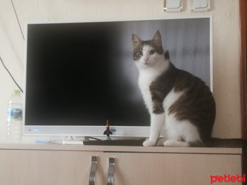 Tekir Kedi, Kedi  Uykucu fotoğrafı