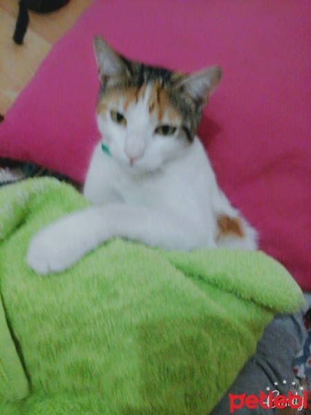 Tekir Kedi, Kedi  nazlı fotoğrafı