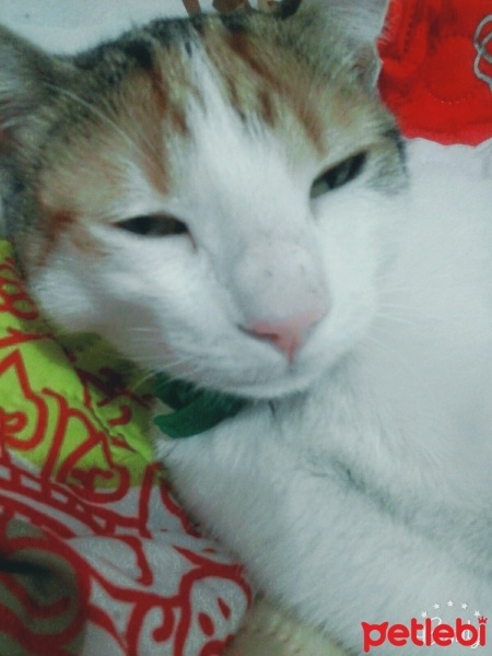 Tekir Kedi, Kedi  nazlı fotoğrafı