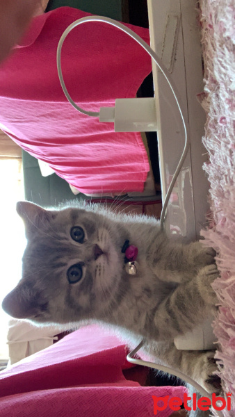 British Shorthair, Kedi  Duman fotoğrafı