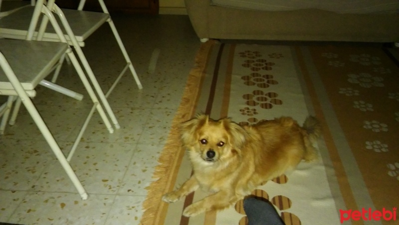 Tibetli Spaniel, Köpek  Şila fotoğrafı