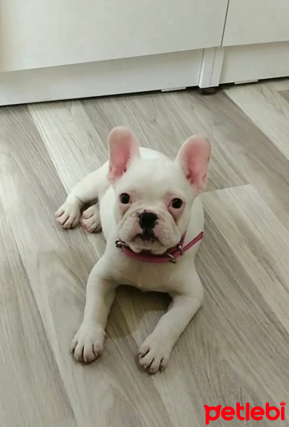 Fransız Bulldog, Köpek  Bella fotoğrafı