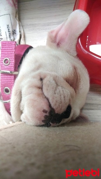 Fransız Bulldog, Köpek  Bella fotoğrafı
