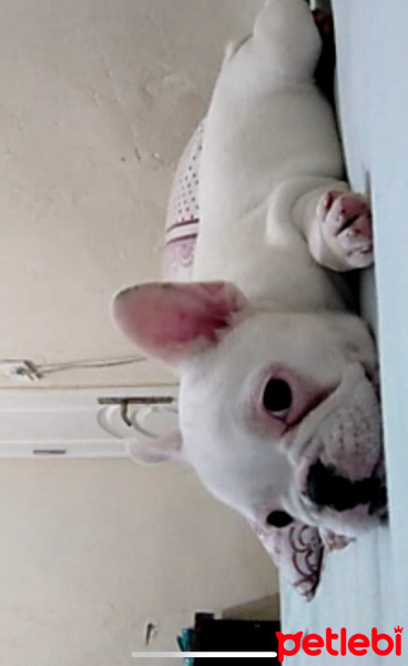Fransız Bulldog, Köpek  Bella fotoğrafı